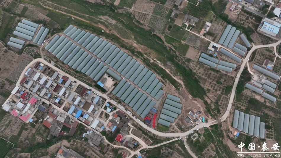 河南柏树苗批发价格表